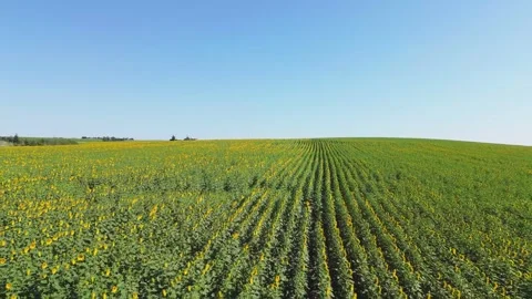 Symmetrical Rows of Sunflowers Captured by Drone, 4k Stock Footage 314462045