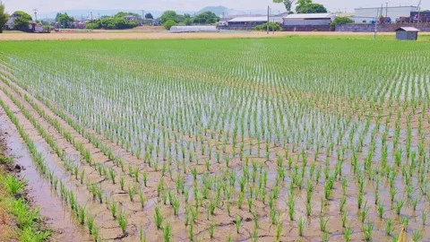 Symmetrical rows of young rice seedlings growing in a vast flooded paddy field Vídeos de archivo 335279686