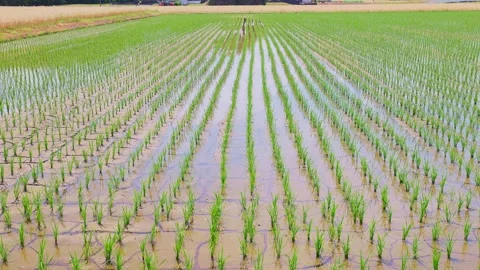Symmetrical rows of young rice seedlings growing in a vast flooded paddy field Stock Footage 335279692