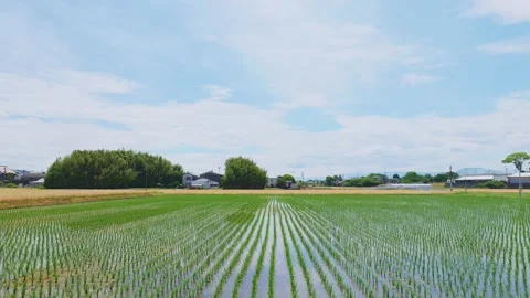 Symmetrical rows of young rice seedlings growing in a vast flooded paddy field Stock Footage 335279698