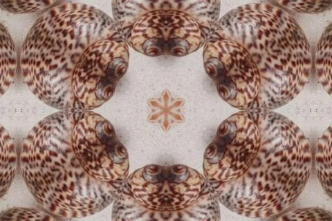 Symmetrical Seashell Starburst Pattern Repeating Shells Ocean Beach Abstrac.. Stock Photos