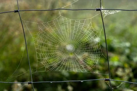 Symmetrical spider web with dew on wire fence Foto stock