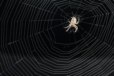 Symmetrical spider web structure with central arachnid on dark background Stock Photos
