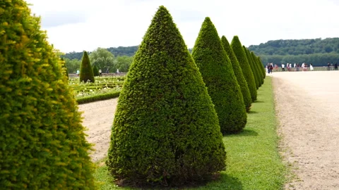 Symmetrical topiary trees in the Gardens of the Palace of Versailles, Paris  Stock Footage 245458050