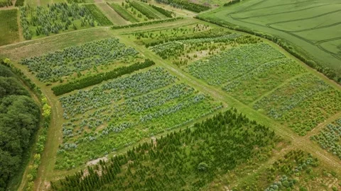 Symmetrical Tree Fields Captured from Above in Blīdene Latvian Countryside Stock Footage 314493395