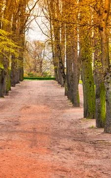 A symmetrical tree lined path with autumn foliage and bare branches leads i.. Stock Photos
