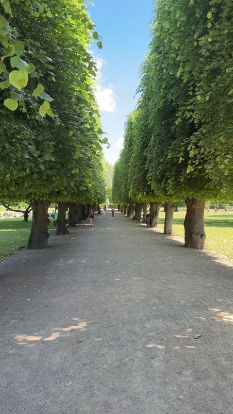 Symmetrical Tree Lined Path in Park Sunny Summer Day Stock Footage 342452915