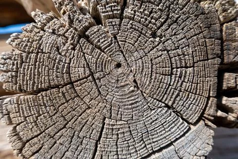 Symmetrical Tree Ring Cross Section with Detailed Growth Lines Foto stock