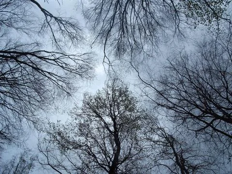 Symmetrical trees from below. We barely take our time to stop and look around Foto stock