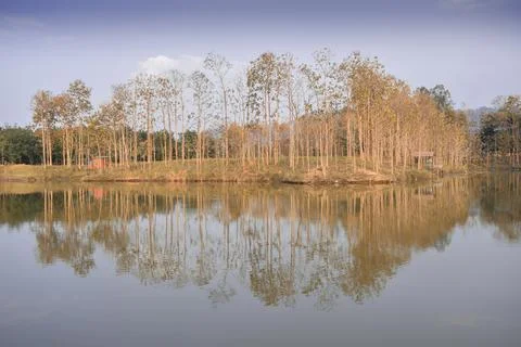 Symmetrical trees by the lake Stock Photos