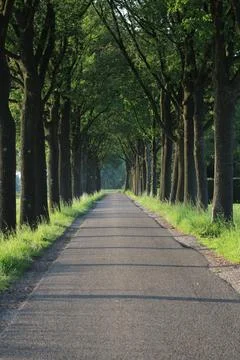 Symmetrical trees with road Stock Photos