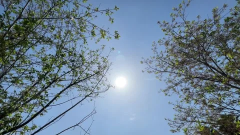 Symmetrical view of blooming spring flowers framing a clear midday sun Видео 334909065