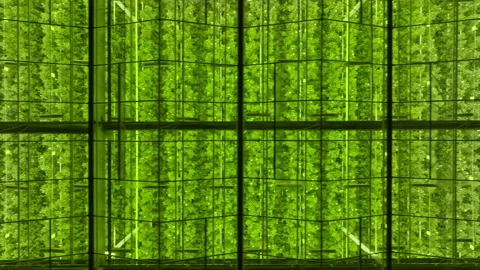 Symmetrical view of a high-tech vertical farming greenhouse filled with lush Stock-Footage 336008872