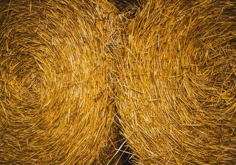 Symmetrical view of two round hay bales with spiral texture Stock Photos