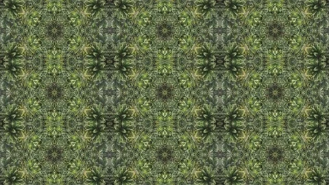 Symmetry pattern palm leave abstract animation background Stock Footage 168469464