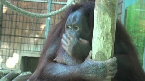 Sympathetic apes Stock Footage 10591082