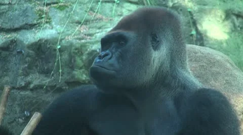 Sympathetic apes Stock Footage 10591087