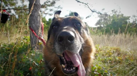 Sympathetic german shepherd closeup Stock-Footage 59966294