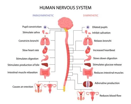 Sympathetic parasympathetic vector concept Stock Illustration