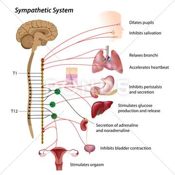 Sympathetic pathway of the ANS Stock Illustration
