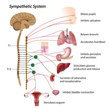 Sympathetic pathway of the ANS Stock Illustration