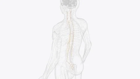 The sympathetic trunks are a paired bundle of nerve fibers that run from th.. Stock Illustration