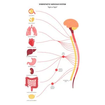 Symphathetic nervous system Stock Illustration