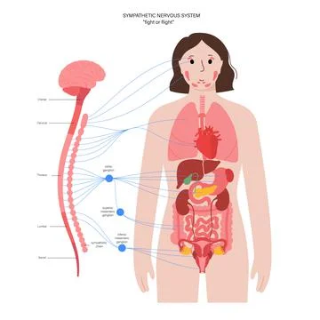 Symphathetic nervous system Stock Illustration