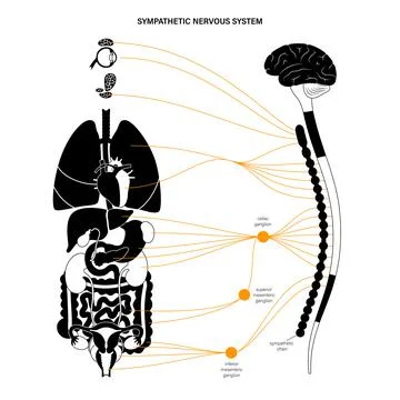 Symphathetic nervous system Stock Illustration