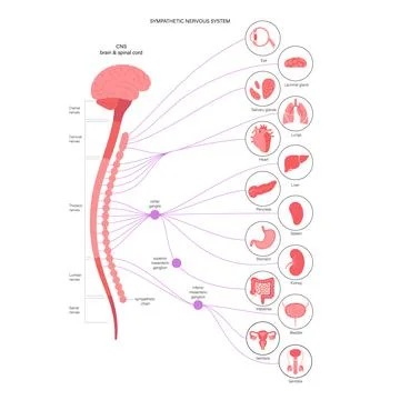 Symphathetic nervous system Illustrazione stock