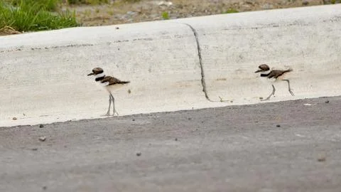 Symphony of Feathered Explorers Stock Photos