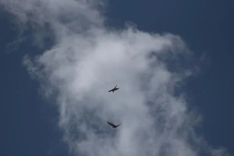 Symphony of Flight: Two Birds Soaring Through Clouds Stock Photos