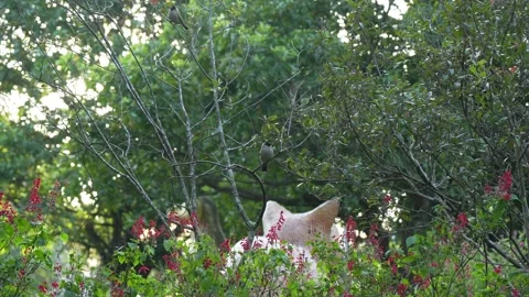 Symphony of the Trees: Charming Bird Couple Playing Together 스톡 동영상 342214252