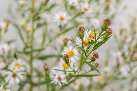 Symphyotrichum lanceolatum. Lanceolate aster blooms in a lush bush in a summe Stock Photos