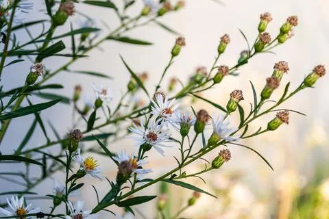 Symphyotrichum lanceolatum. Lanceolate aster blooms in a lush bush in a summe Stock Photos