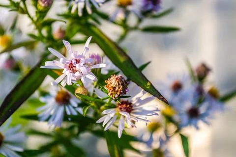 Symphyotrichum lanceolatum. Lanceolate aster blooms in a lush bush in a summe Stock Photos