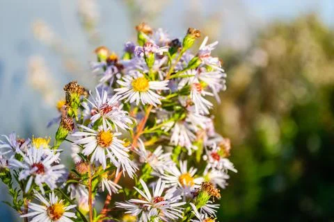 Symphyotrichum lanceolatum. Lanceolate aster blooms in a lush bush in a summe Stock Photos