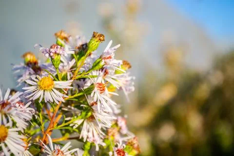 Symphyotrichum lanceolatum. Lanceolate aster blooms in a lush bush in a summe Stock Photos
