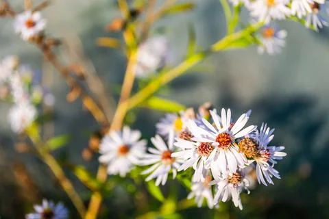 Symphyotrichum lanceolatum. Lanceolate aster blooms in a lush bush in a summe Stock Photos