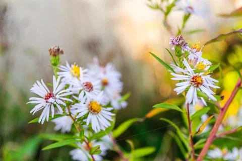 Symphyotrichum lanceolatum. Lanceolate aster blooms in a lush bush in a summe Stock Photos