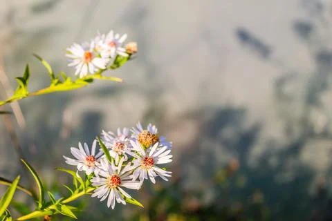 Symphyotrichum lanceolatum. Lanceolate aster blooms in a lush bush in a summe Stock Photos