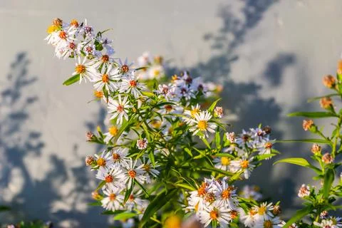 Symphyotrichum lanceolatum. Lanceolate aster blooms in a lush bush in a summe Stock Photos