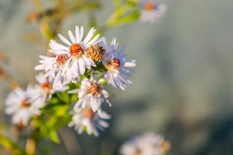 Symphyotrichum lanceolatum. Lanceolate aster blooms in a lush bush in a summe Stock Photos