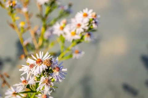 Symphyotrichum lanceolatum. Lanceolate aster blooms in a lush bush in a summe Stock Photos