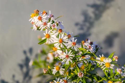Symphyotrichum lanceolatum. Lanceolate aster blooms in a lush bush in a summe Stock Photos