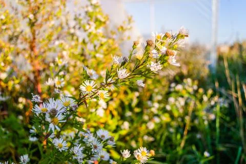 Symphyotrichum lanceolatum. Lanceolate aster blooms in a lush bush in a summe Stock Photos