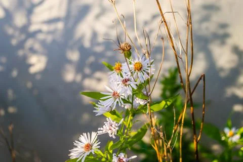 Symphyotrichum lanceolatum. Lanceolate aster blooms in a lush bush in a summe Stock Photos