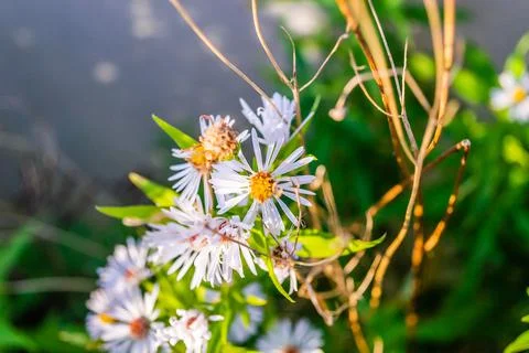 Symphyotrichum lanceolatum. Lanceolate aster blooms in a lush bush in a summe Stock Photos
