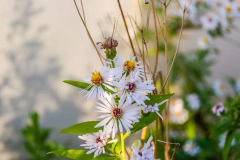 Symphyotrichum lanceolatum. Lanceolate aster blooms in a lush bush in a summe Stock Photos