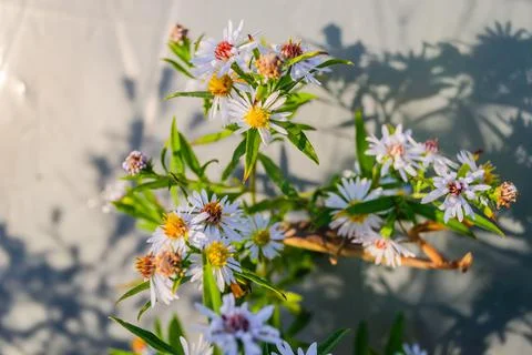 Symphyotrichum lanceolatum. Lanceolate aster blooms in a lush bush in a summe Stock Photos